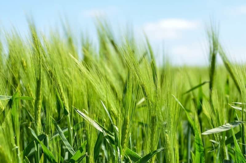 agricultura